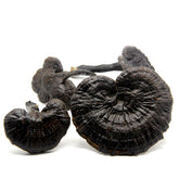 Wild Black Reishi \ Ganoderma Lucidum Slice XL #3803 (16oz)